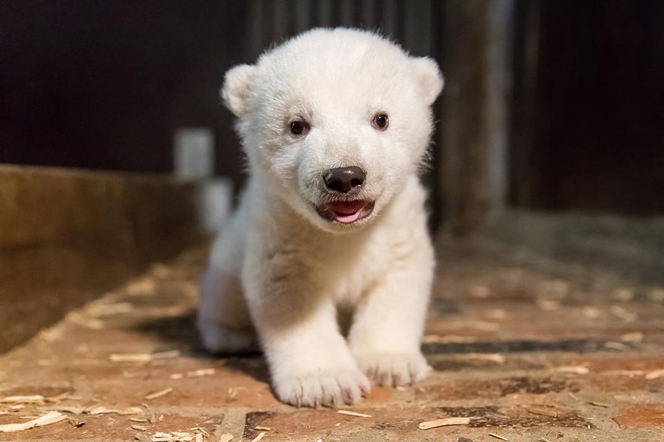 orso polare del tierpark