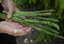 Perché in Germania gli asparagi sono una cosa seria (anzi, serissima)