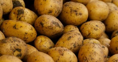 A Berlino le patate sono gratis!
